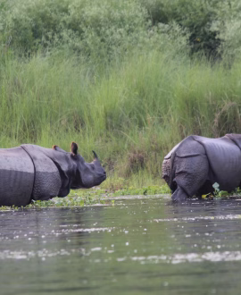 Wildlife Special