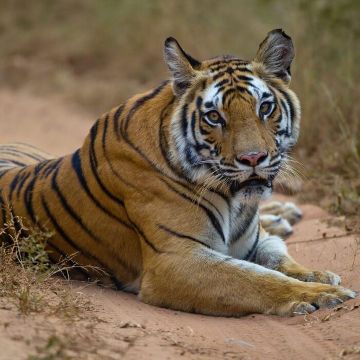 Nepal-Tiger-Tour-Bardia-National-Park